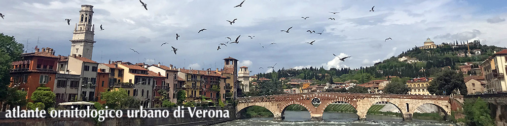 Atlante Ornitologico Urbano di Verona 2021-2023