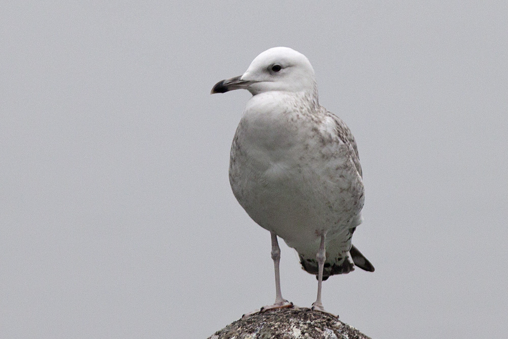 Caspian Gull