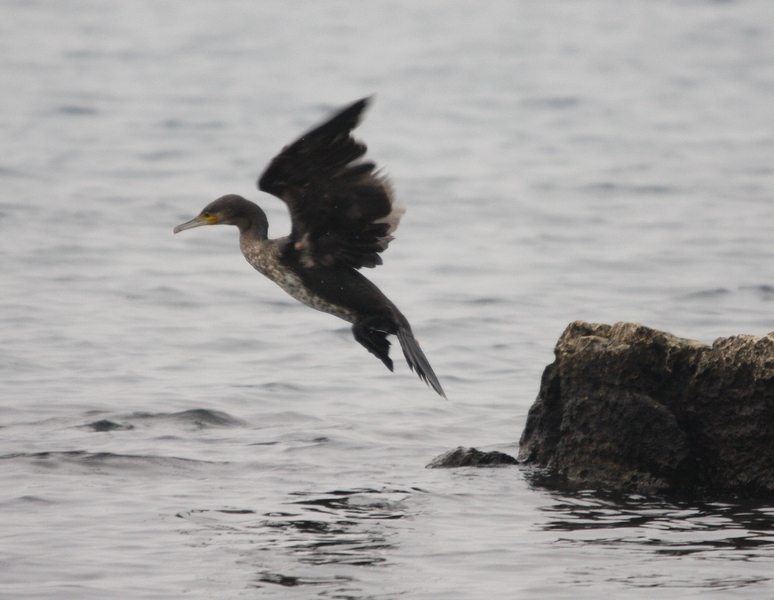 cormorano