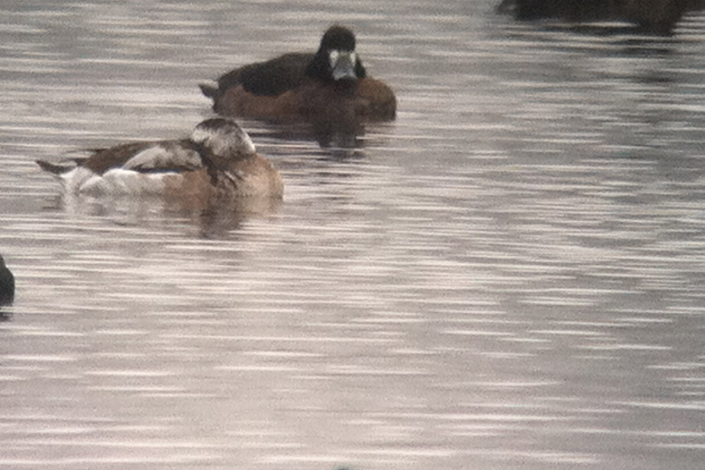 Moretta codona • Long-tailed Duck