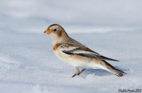 Zigolo delle nevi • Snow Bunting