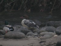 smergo maggiore • goosander