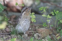 Torcicollo	Jynx torquilla	Eurasian Wryneck