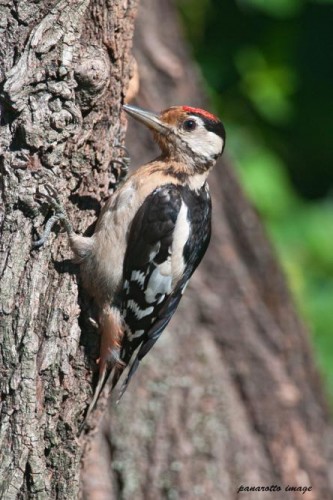 Picidae