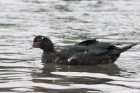 Anatra muta Cairina moschata Muscovy Duck