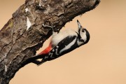 Piciformes