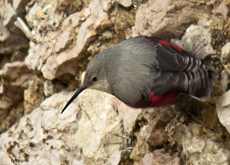 wallcreeper