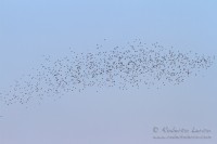 Colombaccio_Wood_Pigeon_Columba_Palumbus