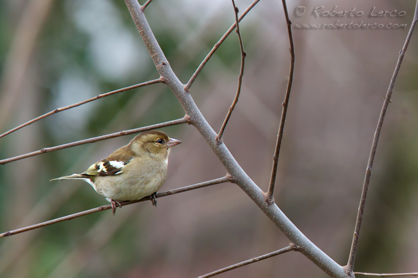 Fringuello_Chaffinch_Fringilla_coelebs2