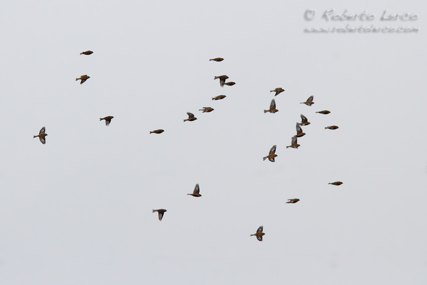 Fanello_Carduelis_cannabina_Linnet5