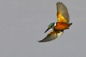 Martin pescatore	Alcedo atthis	Common Kingfisher