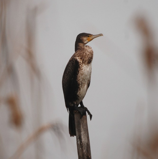 Cormorano (1)