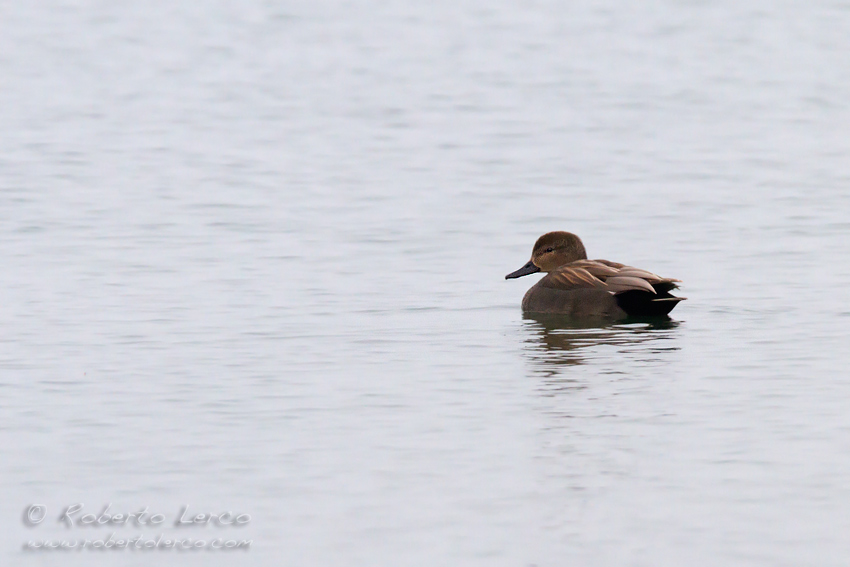 Canapiglia_Anas_strepera_Gadwall_