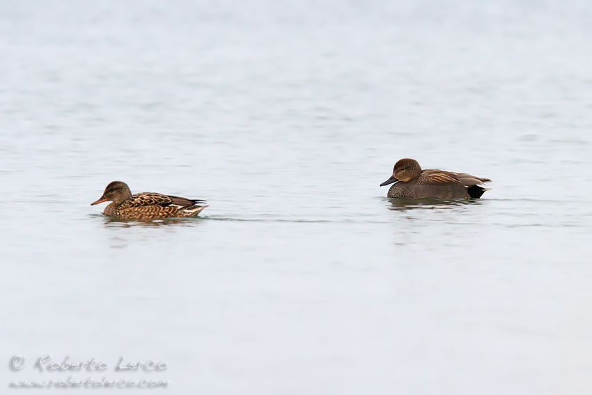 Canapiglia_Anas_strepera_Gadwall1