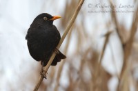 Merlo_Turdus_merula_Blackbird