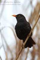 Merlo_Turdus_merula_Blackbird1