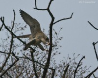 Falco_pellegrino_volo_Grezzana