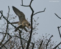 Falco_pellegrino_volo_Grezzana