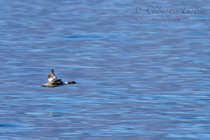 Smergo_maggiore_Mergur_merganser_Goosander_