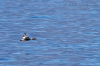 Smergo_maggiore_Mergur_merganser_Goosander_