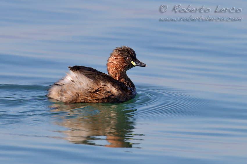 Tuffetto_Tachybaptus_ruficollis1_