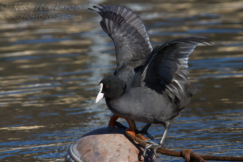 Folaga_Fuliga_atra_Eurasian_Coot