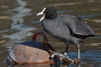 Folaga_Fuliga_atra_Eurasian_Coot1