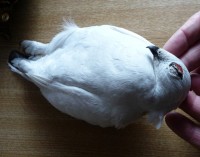 Pernice bianca Lagopus muta Rock Ptarmigan