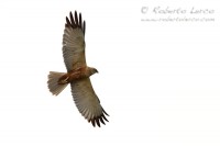 Falco_palude_marsh_harrier_Circus_aeruginosus1