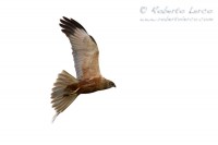 Falco_palude_marsh_harrier_Circus_aeruginosus2