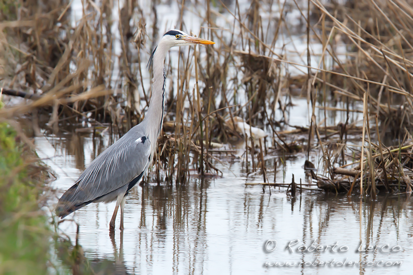 Airone_cenerino_Ardea_cinerea6