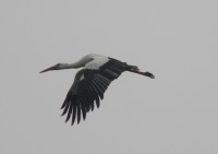 White Stork