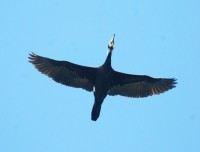 Cormorano (1)