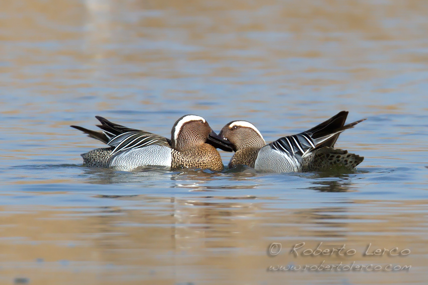 Marzaiola_Anas_querquedula_Garganey3