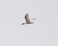 Sacred Ibis