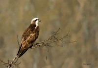 Osprey