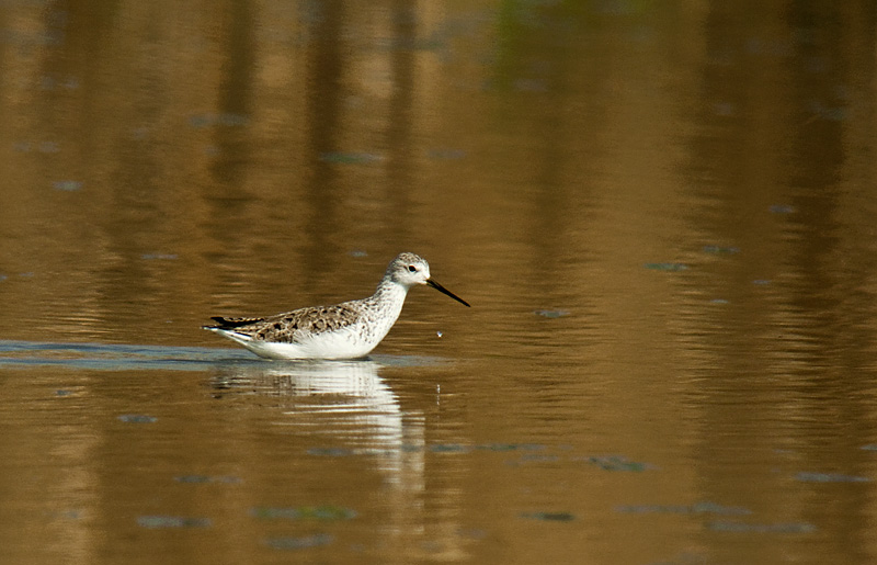 Marsh Sandpiper