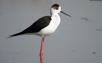 bwstilt