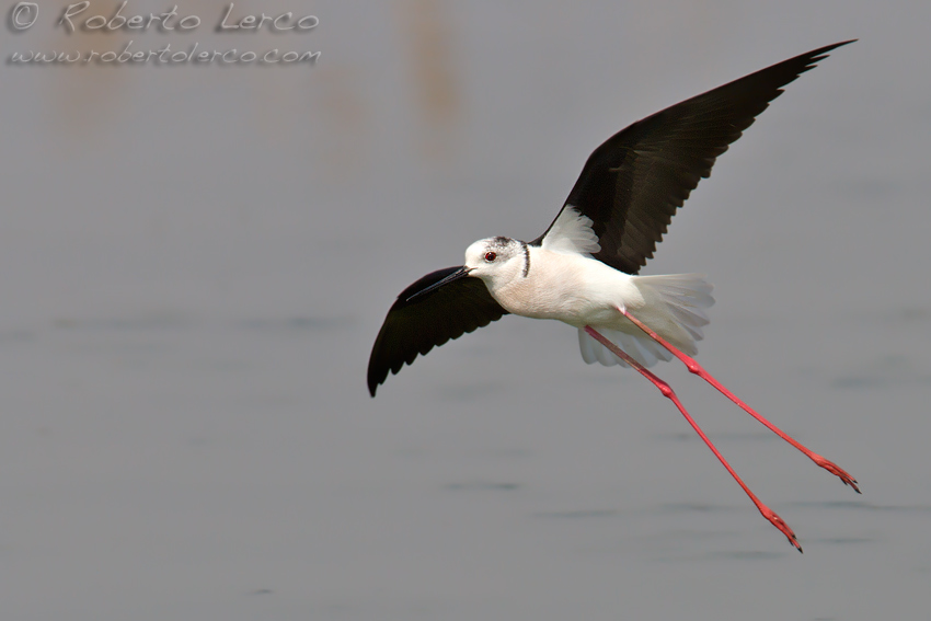 Italia_Himantopus_himantopus_Black-winged_Stilt4