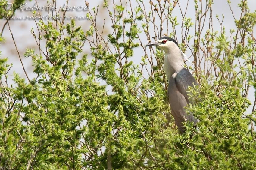 Nitticora_NyctYcorax_nictycorax_Night_Heron