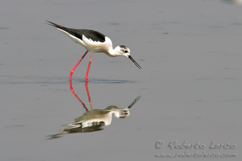 Italia_Himantopus_himantopus_Black-winged_Stilt5