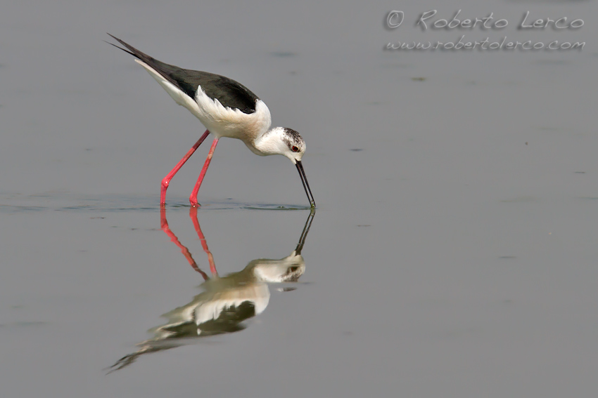 Italia_Himantopus_himantopus_Black-winged_Stilt6