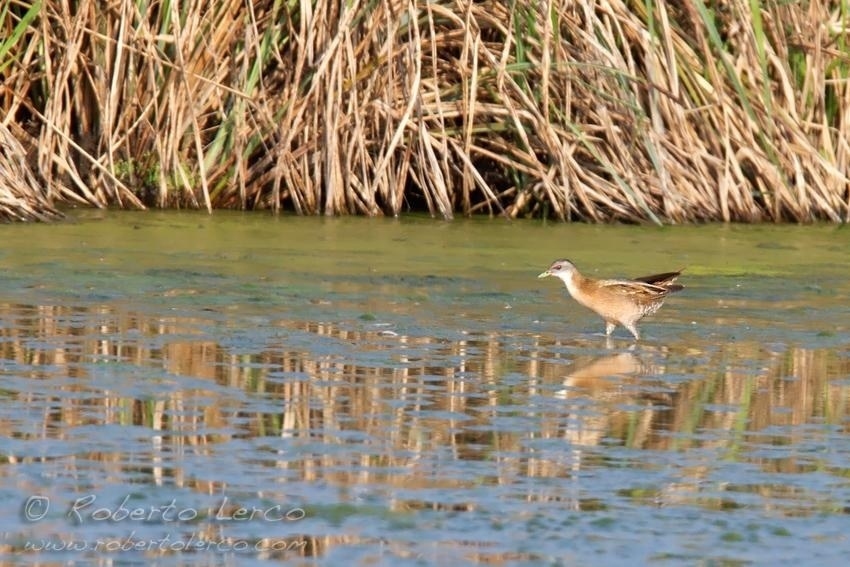 Schiribilla_Porzana_parva_Little_Crake