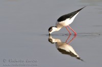 Italia_Himantopus_himantopus_Black-winged_Stilt8