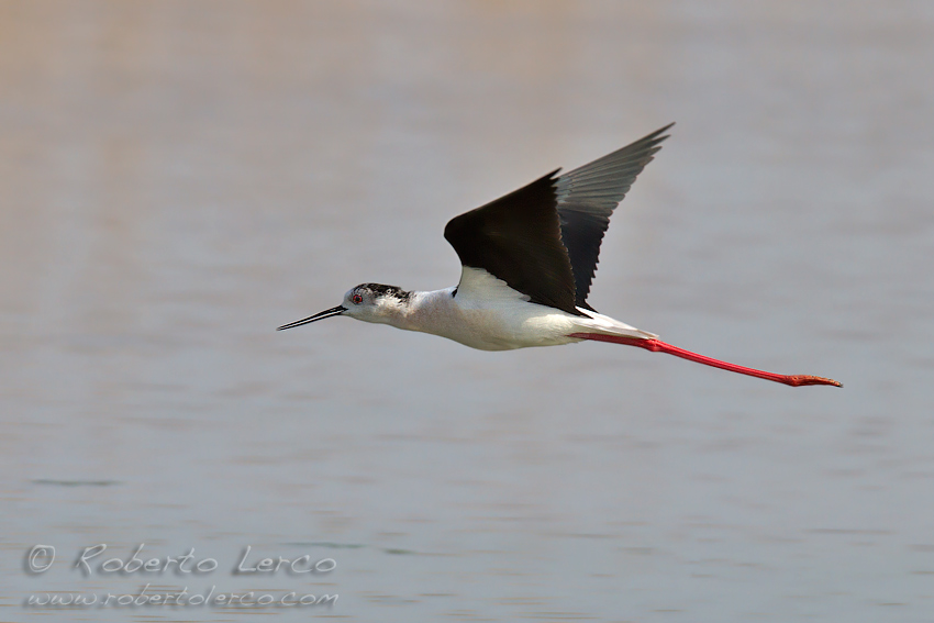 Italia_Himantopus_himantopus_Black-winged_Stilt7