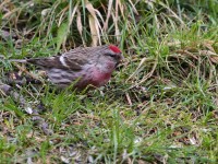 Organetto (minore) Acanthis flammea cabaret Lesser Redpoll