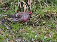 Organetto (minore) Acanthis flammea cabaret Lesser Redpoll