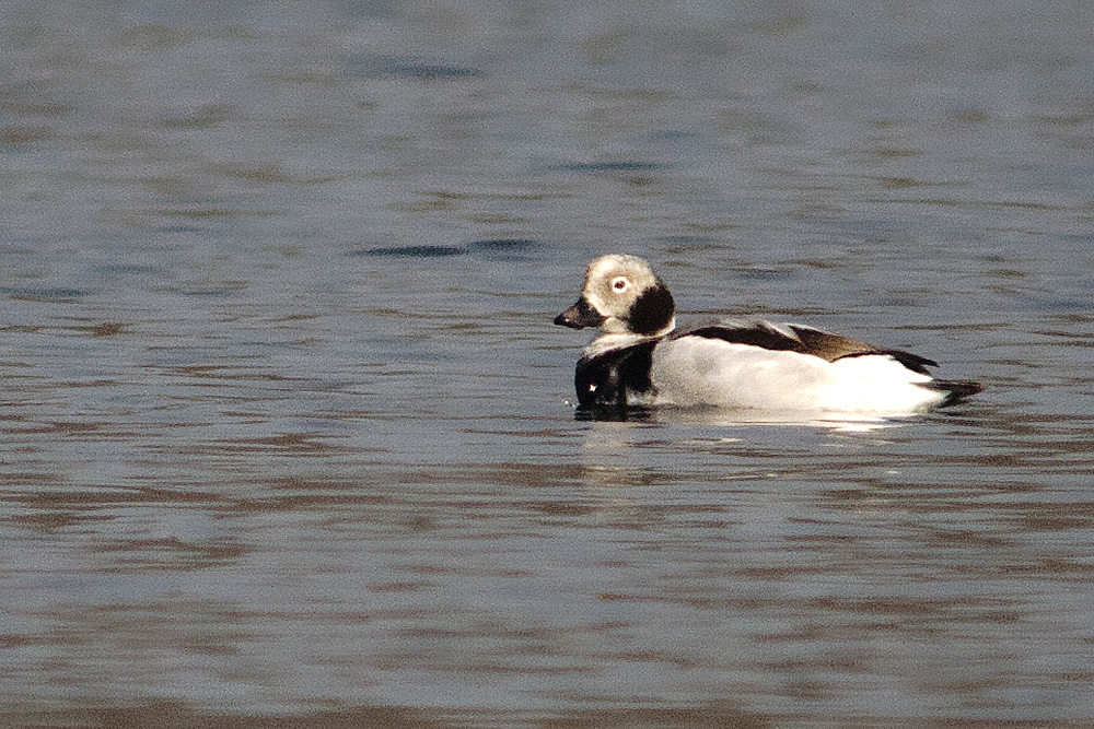 Moretta codona • Long-tailed Duck