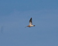 Chiurlo maggiore Numenius arquata Curlew