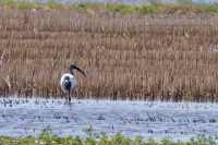 Ibis_sacro_Threskiornis_aethiopicus_Sacred_Ibis